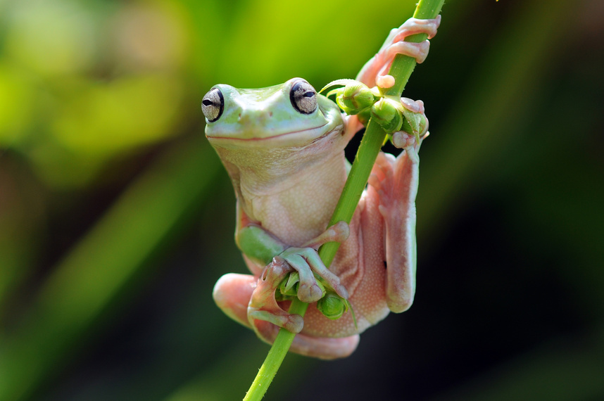 Frog, Tree frog, Dumpy Frog, Flying Frog,